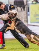 XABU von der Germanenquelle (FCI)