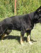 SHOGUN Dorplant (FCI)