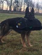 ARAMIS Noridog (FCI)