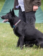 IWAN Mój Kaprys (FCI)