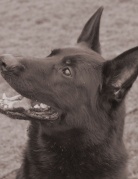 YETTI ze Stribrneho kamene (FCI)