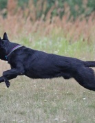 IWAN Mój Kaprys (FCI)