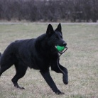 DOROSŁE CZARNIDŁA Z MIOTU C