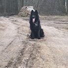 DOROSŁE CZARNIDŁA Z MIOTU C