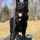 DOROSŁE CZARNIDŁA Z MIOTU C