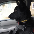 DOROSŁE CZARNIDŁA Z MIOTU C