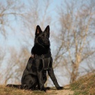 DOROSŁE CZARNIDŁA Z MIOTU C