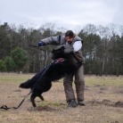 DOROSŁE CZARNIDŁA Z MIOTU C